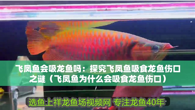 飛鳳魚會吸龍魚嗎：探究飛鳳魚吸食龍魚傷口之謎（飛鳳魚為什么會吸食龍魚傷口）
