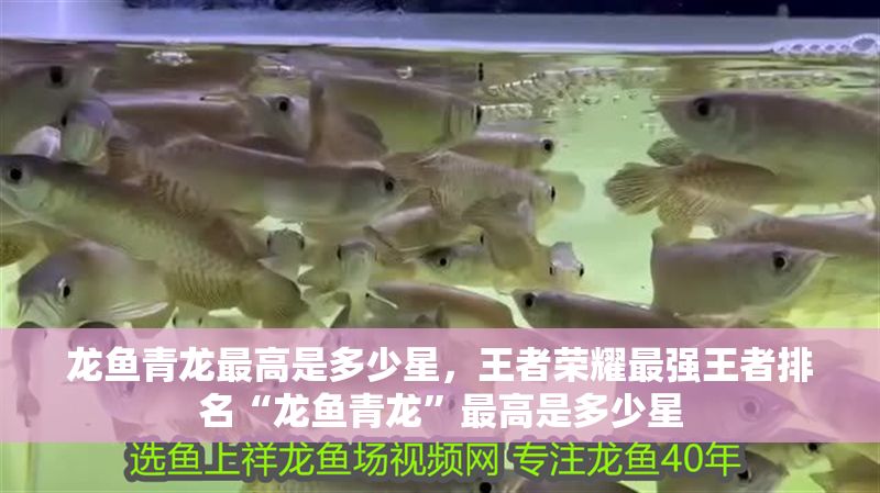 龍魚青龍最高是多少星，王者榮耀最強王者排名“龍魚青龍”最高是多少星