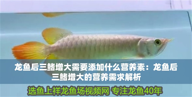 龍魚后三鰭增大需要添加什么營養素：龍魚后三鰭增大的營養需求解析