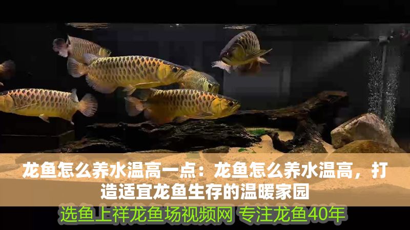 龍魚怎么養水溫高一點：龍魚怎么養水溫高，打造適宜龍魚生存的溫暖家園