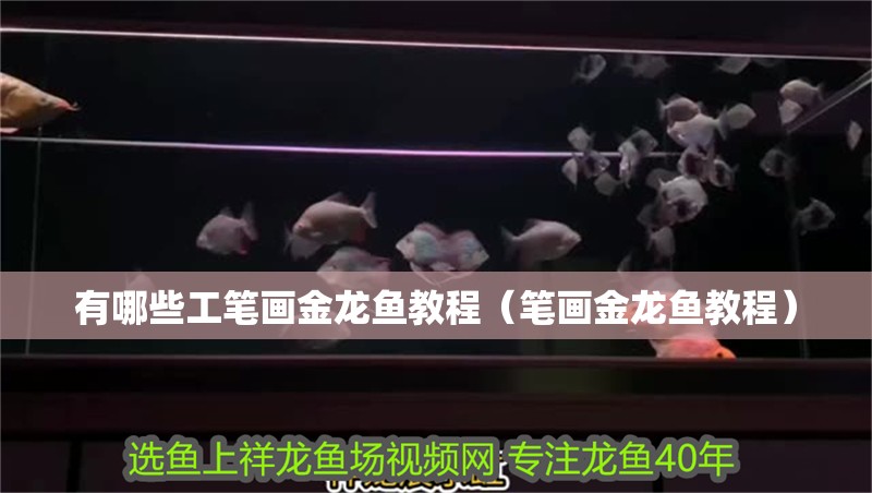 有哪些工筆畫(huà)金龍魚(yú)教程（筆畫(huà)金龍魚(yú)教程）