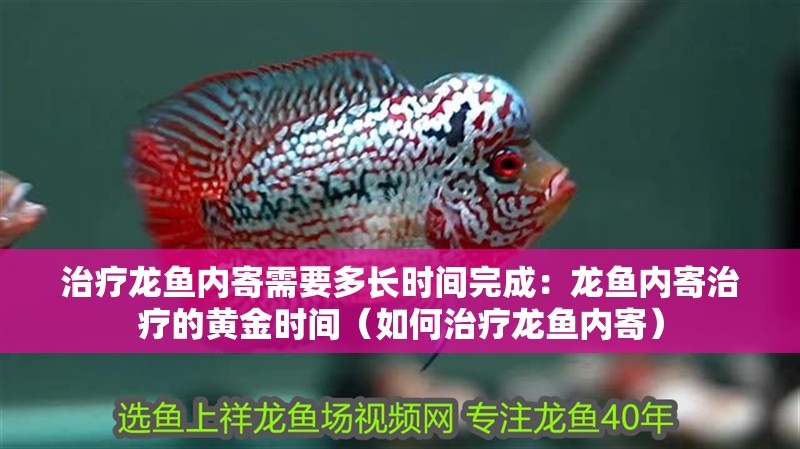 治療龍魚(yú)內(nèi)寄需要多長(zhǎng)時(shí)間完成：龍魚(yú)內(nèi)寄治療的黃金時(shí)間（如何治療龍魚(yú)內(nèi)寄）