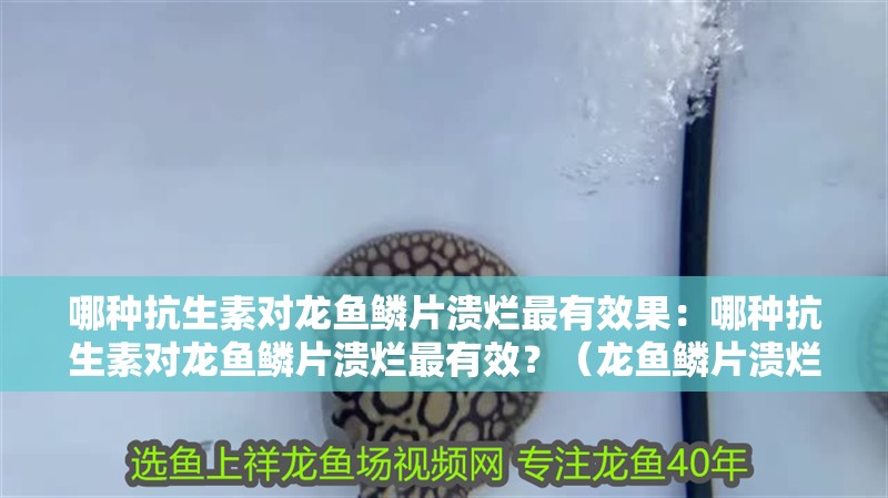 哪種抗生素對龍魚鱗片潰爛最有效果：哪種抗生素對龍魚鱗片潰爛最有效？（龍魚鱗片潰爛怎么辦）