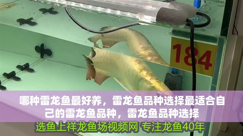哪種雷龍魚最好養(yǎng)，雷龍魚品種選擇最適合自己的雷龍魚品種，雷龍魚品種選擇