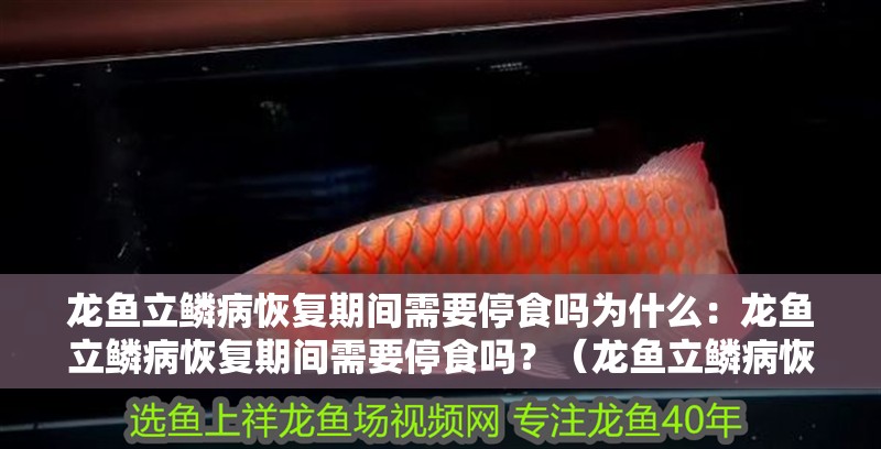 龍魚立鱗病恢復期間需要停食嗎為什么：龍魚立鱗病恢復期間需要停食嗎？（龍魚立鱗病恢復期間應該停食嗎？）