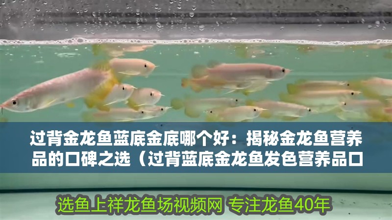 過背金龍魚藍底金底哪個好：揭秘金龍魚營養品的口碑之選（過背藍底金龍魚發色營養品口碑好）