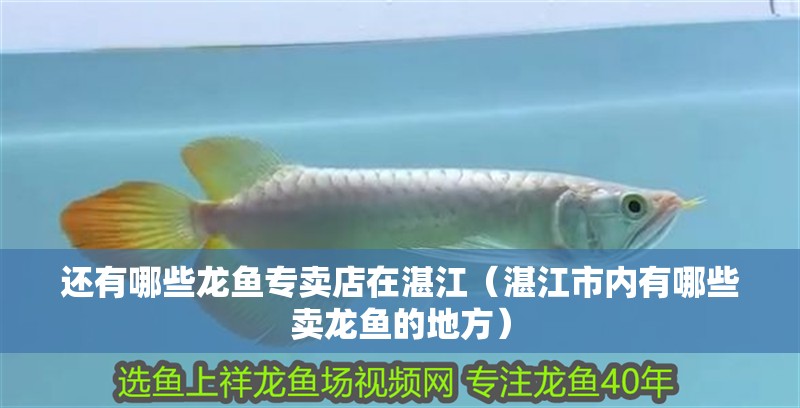 還有哪些龍魚專賣店在湛江（湛江市內(nèi)有哪些賣龍魚的地方） 還有哪些龍魚專賣店在湛江（湛江市內(nèi)有哪些賣龍魚的地方） 龍魚百科