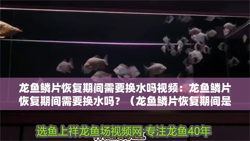 龍魚鱗片恢復(fù)期間需要換水嗎視頻：龍魚鱗片恢復(fù)期間需要換水嗎？（龍魚鱗片恢復(fù)期間是否需要換水）