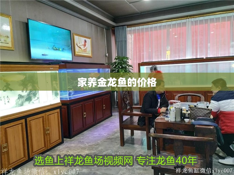 家養(yǎng)金龍魚的價(jià)格