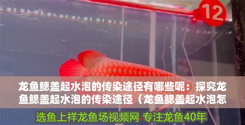 龍魚鰓蓋起水泡的傳染途徑有哪些呢：探究龍魚鰓蓋起水泡的傳染途徑（龍魚鰓蓋起水泡怎么辦）