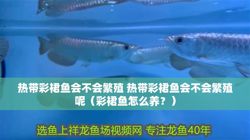 熱帶彩裙魚會不會繁殖 熱帶彩裙魚會不會繁殖呢（彩裙魚怎么養？）