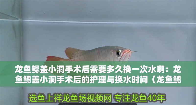 龍魚鰓蓋小洞手術后需要多久換一次水啊：龍魚鰓蓋小洞手術后的護理與換水時間（龍魚鰓蓋小洞手術后的護理）
