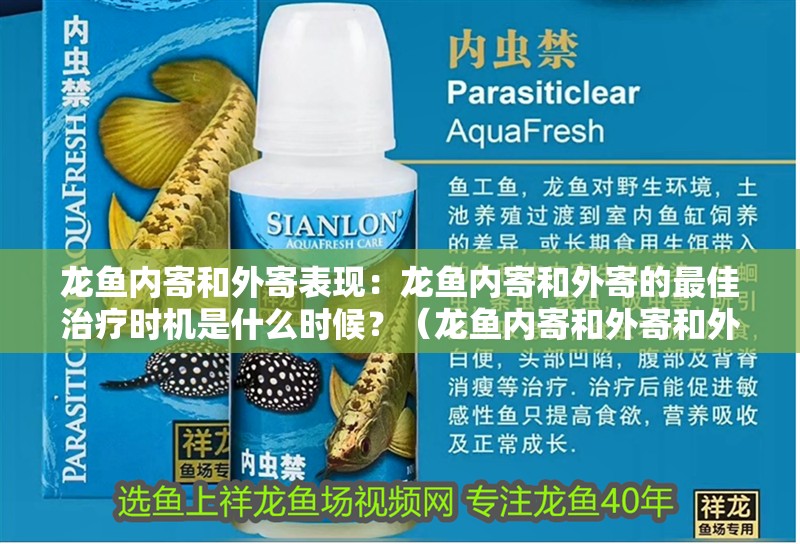 龍魚內寄和外寄表現：龍魚內寄和外寄的最佳治療時機是什么時候？（龍魚內寄和外寄和外寄的最佳治療時機是什么時候治療）