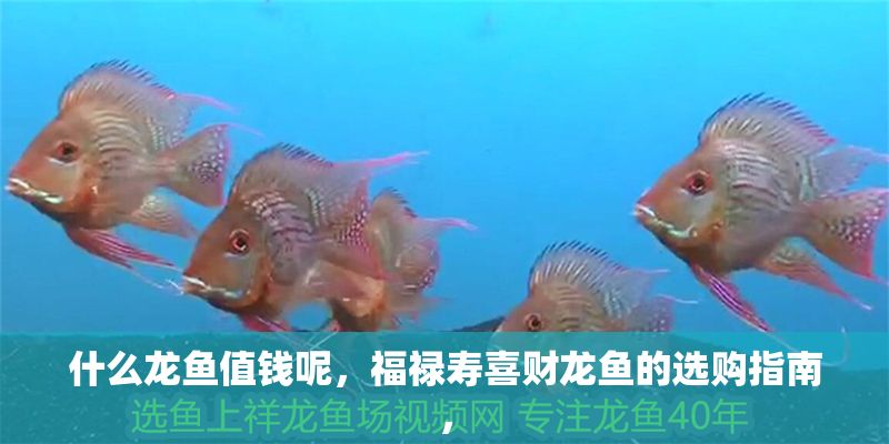 什么龍魚值錢呢，福祿壽喜財龍魚的選購指南，