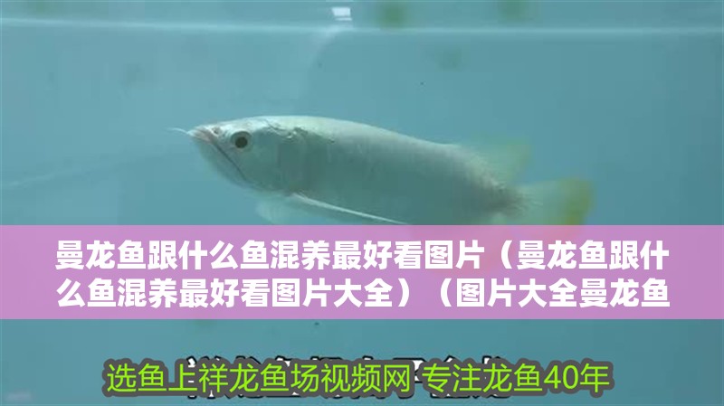 曼龍魚跟什么魚混養(yǎng)最好看圖片（曼龍魚跟什么魚混養(yǎng)最好看圖片大全）（圖片大全曼龍魚跟什么魚混養(yǎng)最好看）