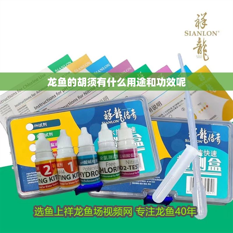 龍魚的胡須有什么用途和功效呢