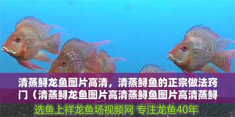 清蒸鱘龍魚圖片高清，清蒸鱘魚的正宗做法竅門（清蒸鱘龍魚圖片高清蒸鱘魚圖片高清蒸鱘魚圖片高清蒸鱘龍魚）