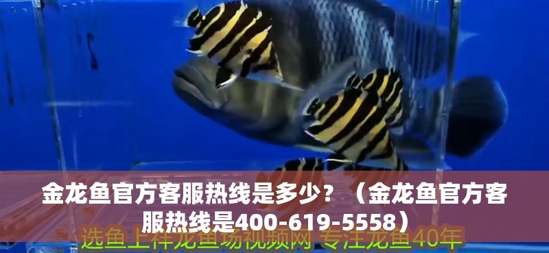 金龍魚官方客服熱線是多少？（金龍魚官方客服熱線是400-619-5558）