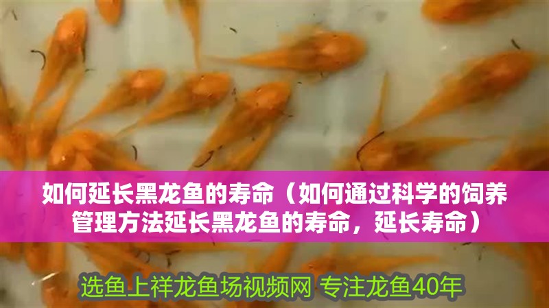 如何延長黑龍魚的壽命（如何通過科學的飼養管理方法延長黑龍魚的壽命，延長壽命）