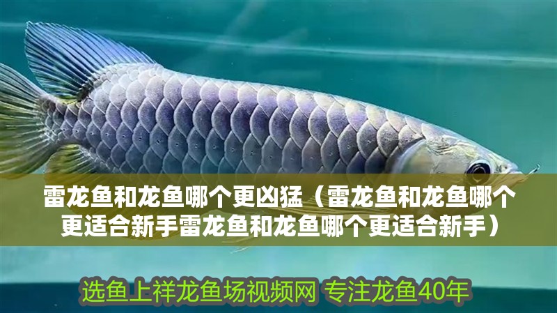 雷龍魚和龍魚哪個更兇猛（雷龍魚和龍魚哪個更適合新手雷龍魚和龍魚哪個更適合新手）