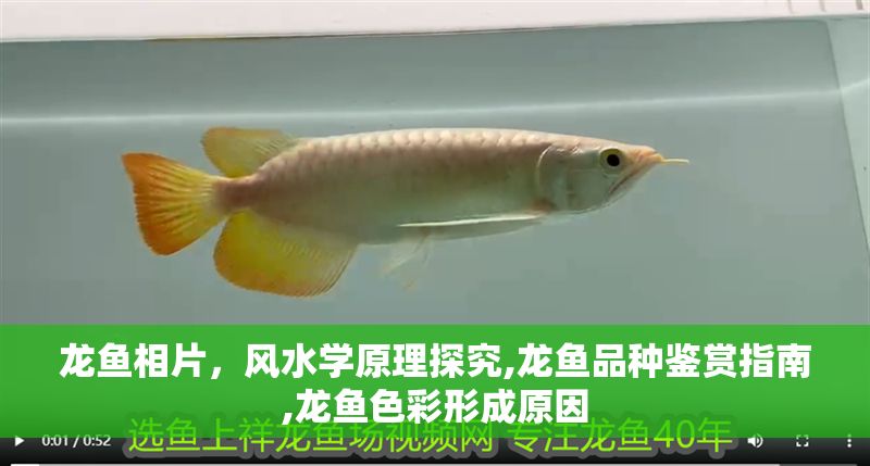 龍魚相片，風水學原理探究,龍魚品種鑒賞指南,龍魚色彩形成原因