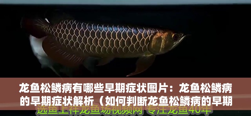 龍魚松鱗病有哪些早期癥狀圖片：龍魚松鱗病的早期癥狀解析（如何判斷龍魚松鱗病的早期癥狀）
