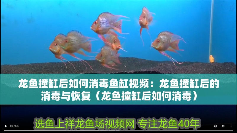 龍魚撞缸后如何消毒魚缸視頻：龍魚撞缸后的消毒與恢復（龍魚撞缸后如何消毒）