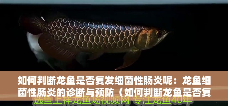 如何判斷龍魚(yú)是否復(fù)發(fā)細(xì)菌性腸炎呢：龍魚(yú)細(xì)菌性腸炎的診斷與預(yù)防（如何判斷龍魚(yú)是否復(fù)發(fā)細(xì)菌性腸炎）