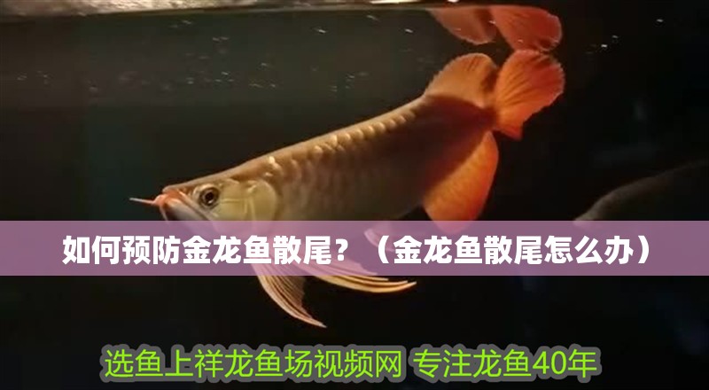 如何預防金龍魚散尾？（金龍魚散尾怎么辦）