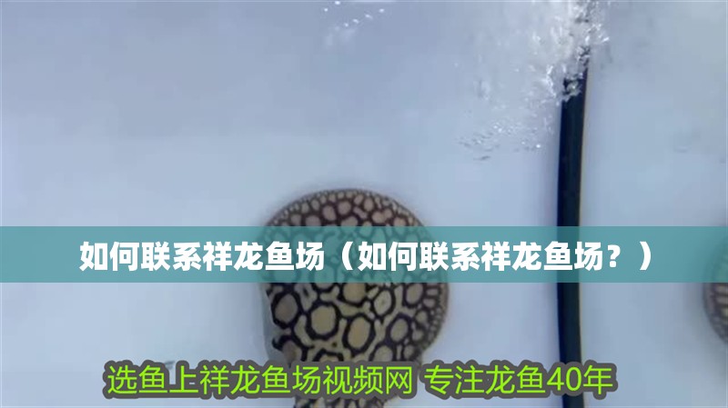 如何聯系祥龍魚場（如何聯系祥龍魚場？）