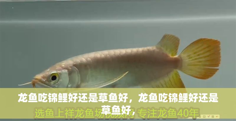 龍魚吃錦鯉好還是草魚好，龍魚吃錦鯉好還是草魚好，