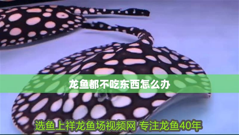 龍魚都不吃東西怎么辦