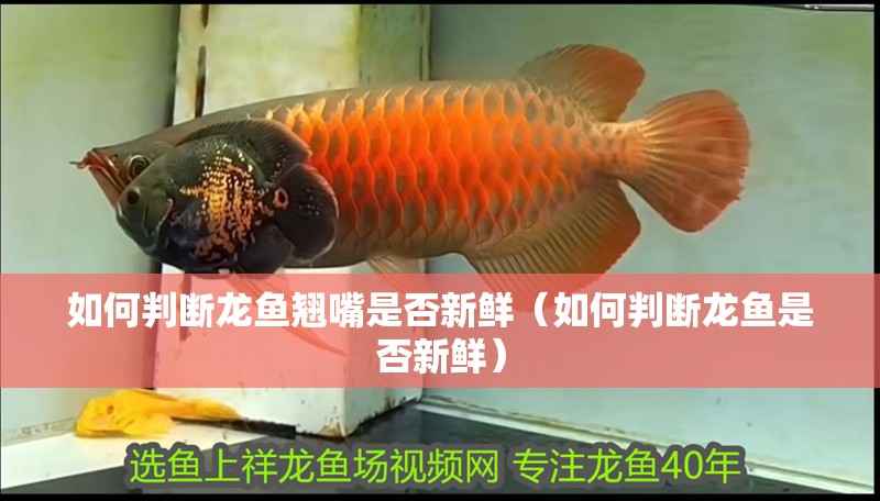 如何判斷龍魚翹嘴是否新鮮（如何判斷龍魚是否新鮮）