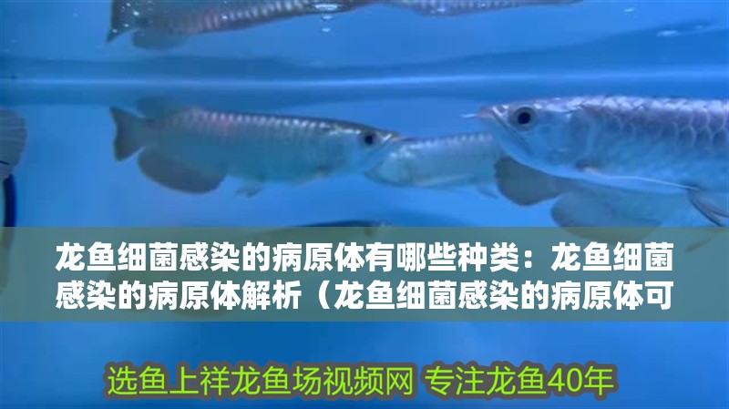 龍魚細(xì)菌感染的病原體有哪些種類：龍魚細(xì)菌感染的病原體解析（龍魚細(xì)菌感染的病原體可能導(dǎo)致龍魚感染的病原體種類）
