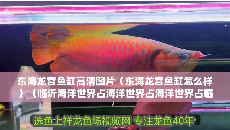 東海龍宮魚缸高清圖片（東海龍宮魚缸怎么樣）（臨沂海洋世界占海洋世界占海洋世界占臨沂海洋世界好）