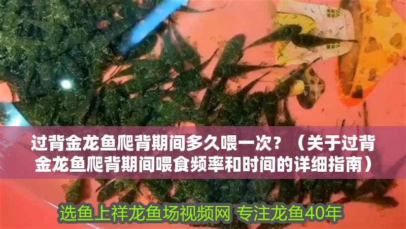 過背金龍魚爬背期間多久喂一次？（關(guān)于過背金龍魚爬背期間喂食頻率和時間的詳細指南）