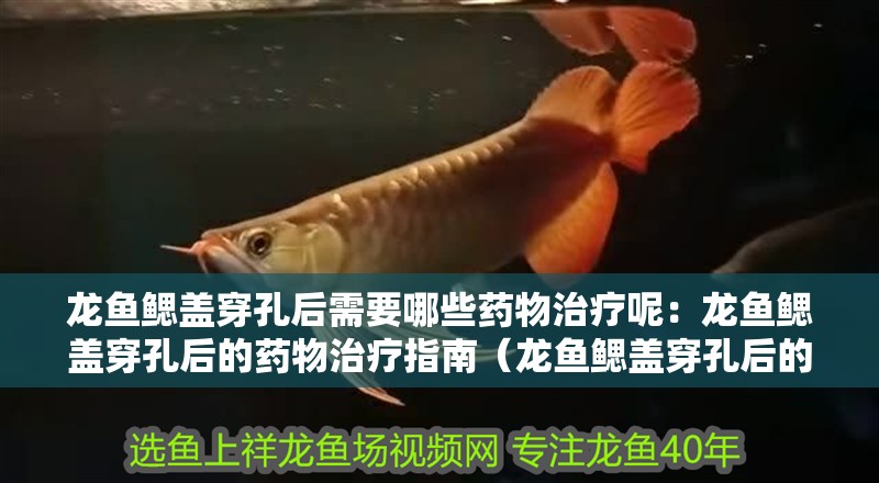 龍魚(yú)鰓蓋穿孔后需要哪些藥物治療呢：龍魚(yú)鰓蓋穿孔后的藥物治療指南（龍魚(yú)鰓蓋穿孔后的藥物治療）
