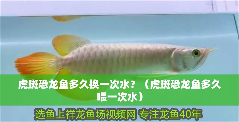 魚缸過濾器選購指南:自制魚缸過濾器魚缸上置過濾器對于養魚愛好者的必備知識 虎斑恐龍魚多久換一次水?(虎斑恐龍魚多久喂一次水) 龍魚百科 虎斑恐龍魚多久換一次水?(虎斑恐龍魚多久喂一次水) 虎斑恐龍魚多久換一次水?(虎斑恐龍魚多久喂一次水) 龍魚百科