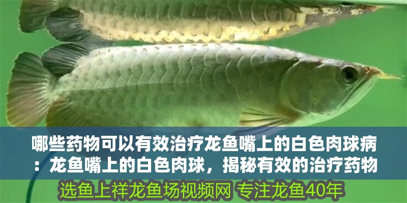 哪些藥物可以有效治療龍魚嘴上的白色肉球?。糊堲~嘴上的白色肉球，揭秘有效的治療藥物（龍魚嘴上的白色肉球可以有效治療龍魚嘴上的白色肉球）