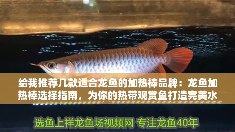 給我推薦幾款適合龍魚的加熱棒品牌：龍魚加熱棒選擇指南，為你的熱帶觀賞魚打造完美水溫（幾款適合龍魚的加熱棒品牌）