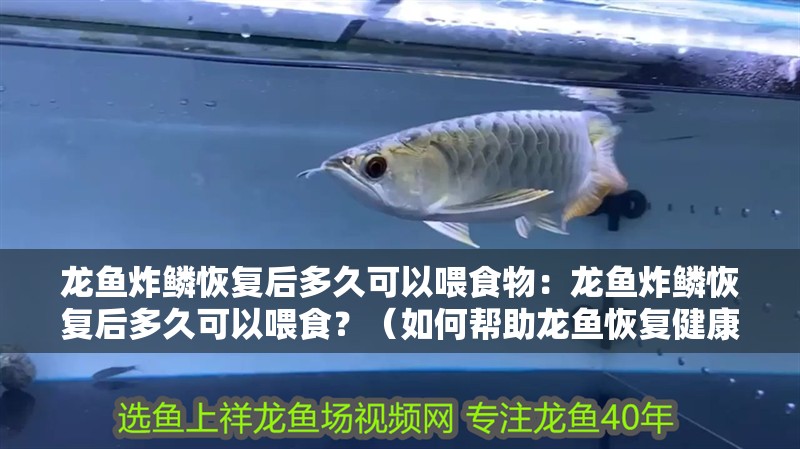 龍魚炸鱗恢復后多久可以喂食物：龍魚炸鱗恢復后多久可以喂食？（如何幫助龍魚恢復健康）