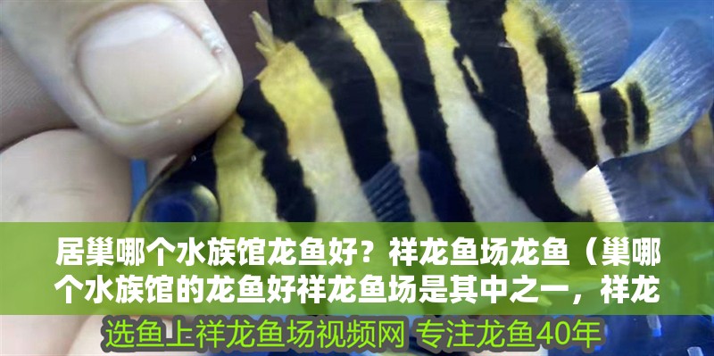 <strong><mark>居巢</mark></strong>哪個(gè)水族館龍魚(yú)好？祥龍魚(yú)場(chǎng)龍魚(yú)（巢哪個(gè)水族館的龍魚(yú)好祥龍魚(yú)場(chǎng)是其中之一，祥龍魚(yú)場(chǎng)是其中之一）