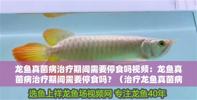 龍魚真菌病治療期間需要停食嗎視頻：龍魚真菌病治療期間需要停食嗎？（治療龍魚真菌病需要停食嗎？）