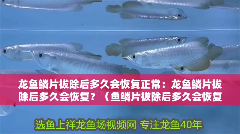 龍魚鱗片拔除后多久會恢復正常：龍魚鱗片拔除后多久會恢復？（魚鱗片拔除后多久會恢復正常，）