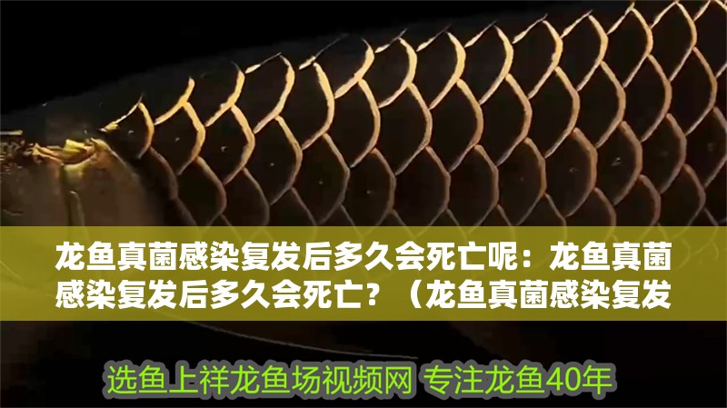 龍魚真菌感染復(fù)發(fā)后多久會(huì)死亡呢：龍魚真菌感染復(fù)發(fā)后多久會(huì)死亡？（龍魚真菌感染復(fù)發(fā)后多久會(huì)死亡）