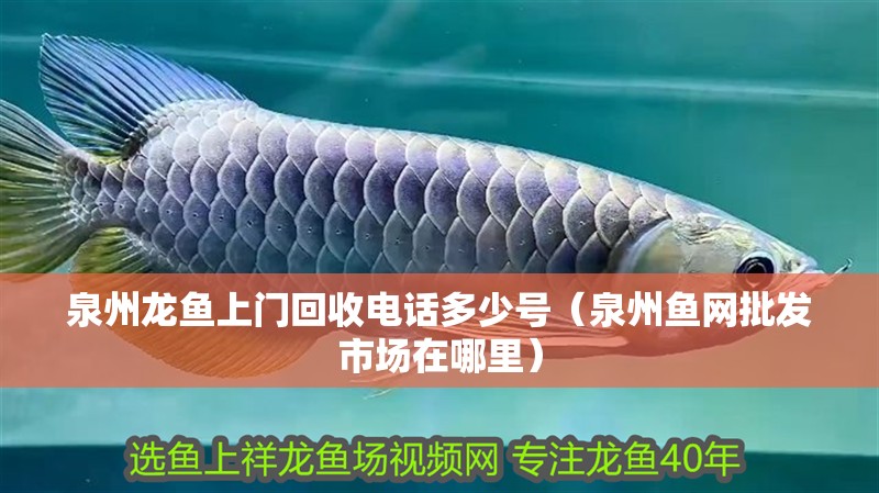 泉州龍魚上門回收電話多少號（泉州魚網批發市場在哪里）