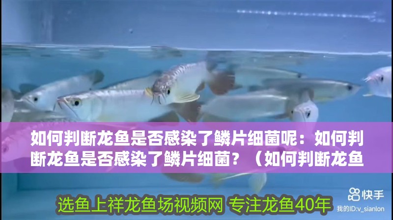 如何判斷龍魚是否感染了鱗片細(xì)菌呢：如何判斷龍魚是否感染了鱗片細(xì)菌？（如何判斷龍魚感染鱗片細(xì)菌）