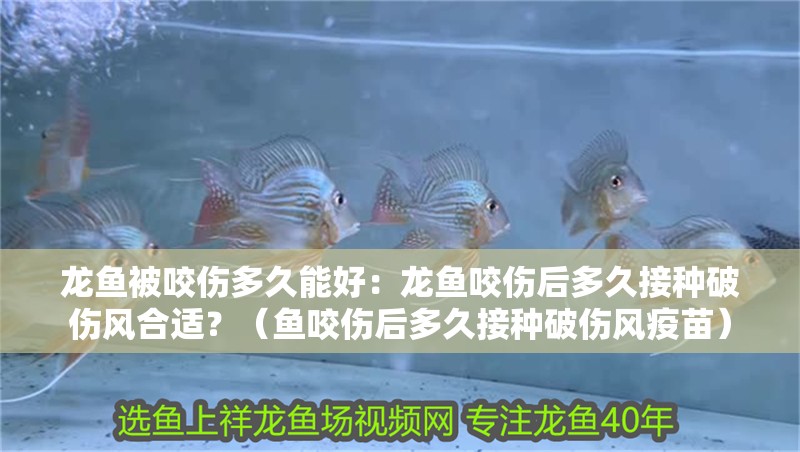 龍魚被咬傷多久能好：龍魚咬傷后多久接種破傷風合適？（魚咬傷后多久接種破傷風疫苗）