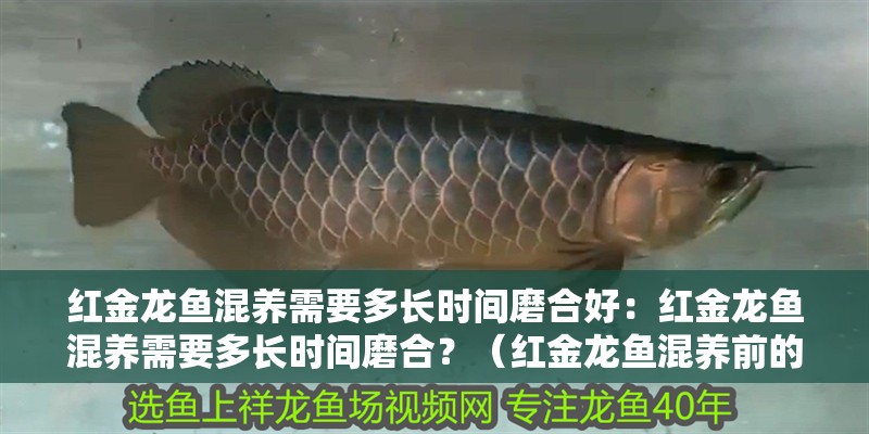 紅金龍魚(yú)混養(yǎng)需要多長(zhǎng)時(shí)間磨合好：紅金龍魚(yú)混養(yǎng)需要多長(zhǎng)時(shí)間磨合？（紅金龍魚(yú)混養(yǎng)前的磨合期）
