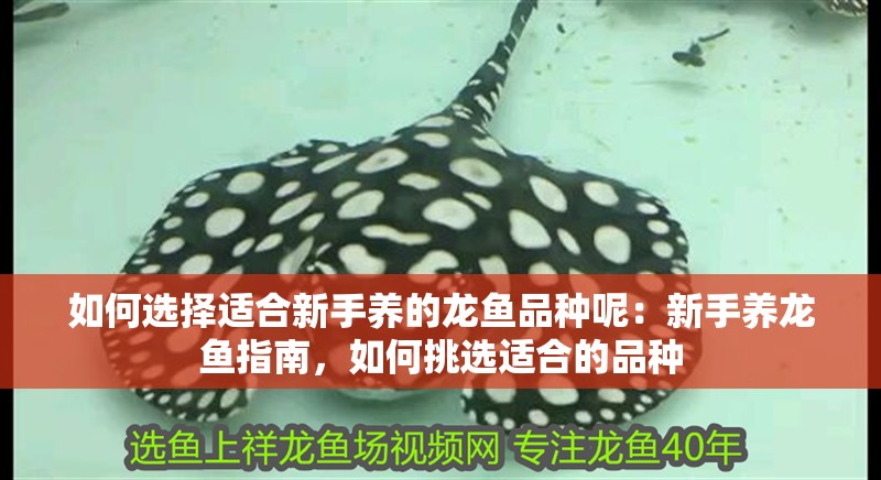 如何選擇適合新手養的龍魚品種呢：新手養龍魚指南，如何挑選適合的品種 如何選擇適合新手養的龍魚品種呢：新手養龍魚指南，如何挑選適合的品種 水族問答